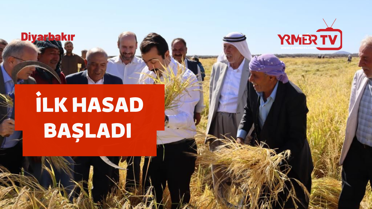 Sezonun ilk Karacadağ pirinci hasadı 