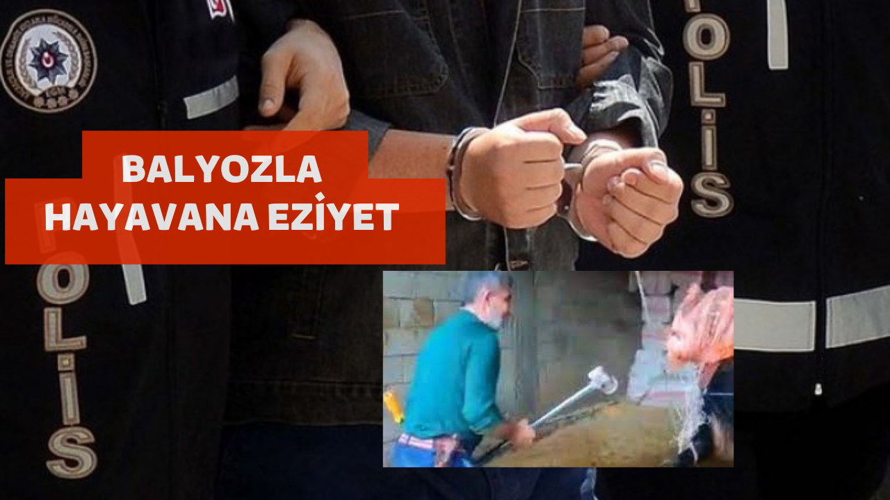 Hayvana balyozla eziyet eden 3 kişi tutuklandı