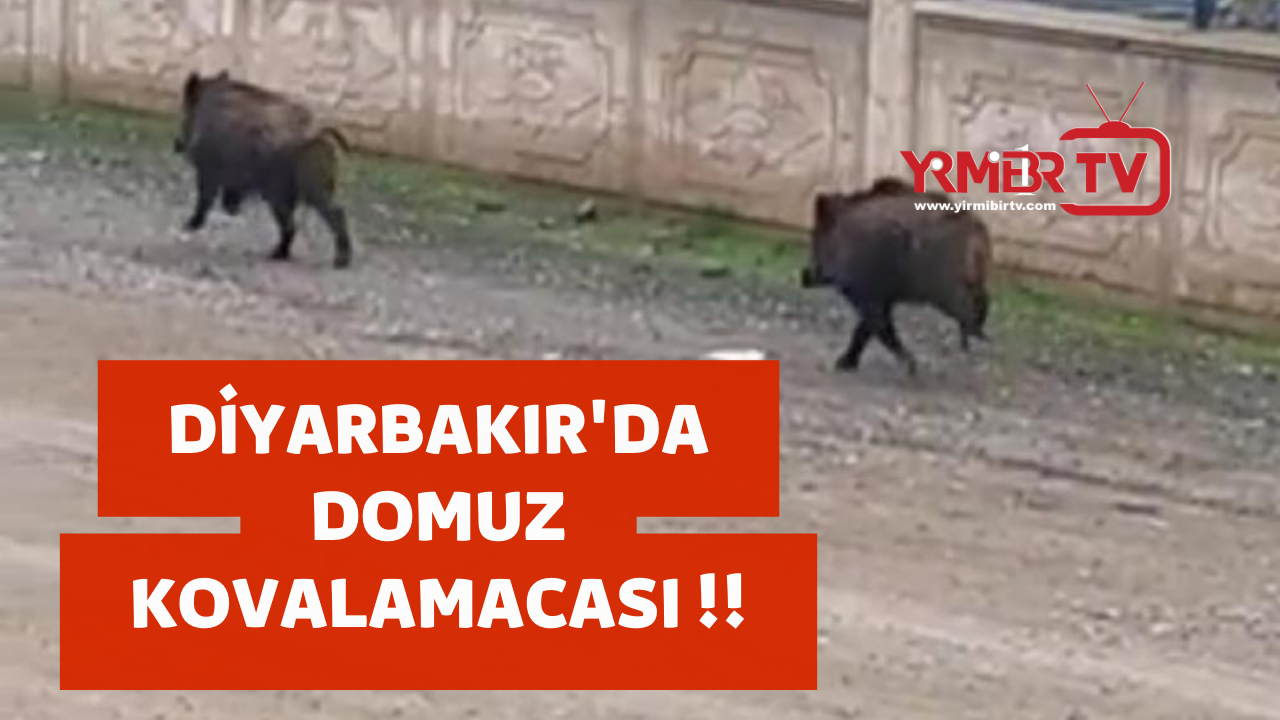 VİDEO HABER - Bağlar