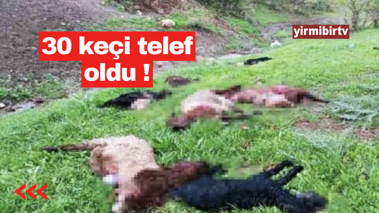 Kurt sürüsü keçilere saldırdı !