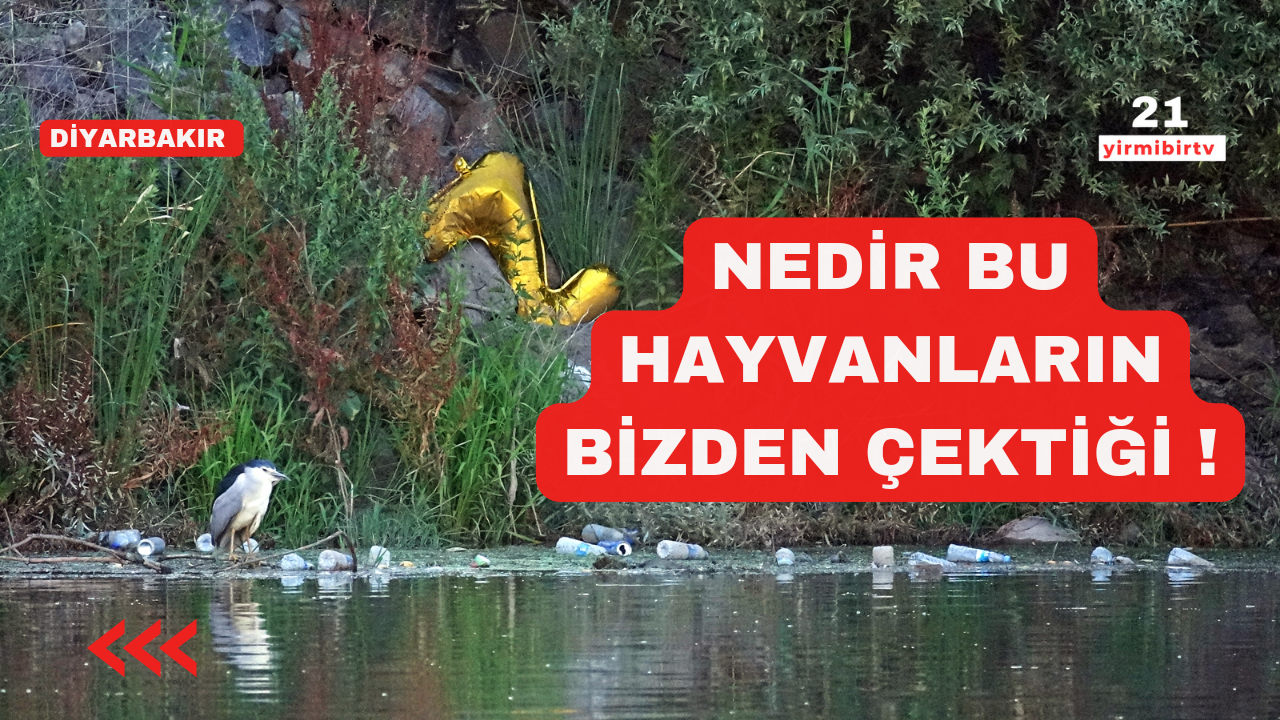 Dicle Nehrindeki kirlilik fotoğrafçı objektifine takıldı!