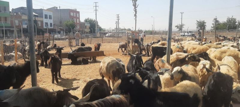 Kaçak hayvan pazarı yıkıldı 