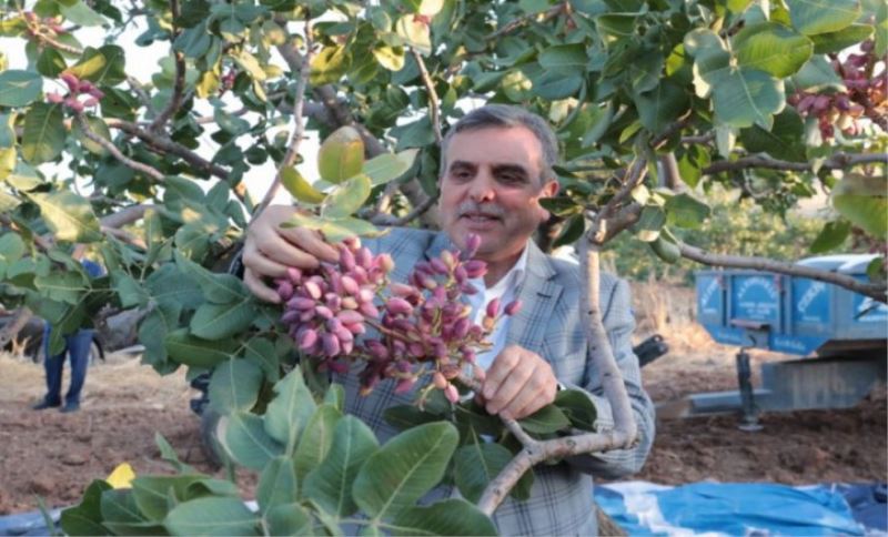 Urfa fıstık hasadına başladı