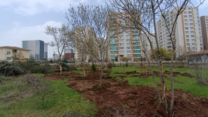 Diyarbakır'da ağaç kesimine tepki: Ekoloji Meclisi harekete geçti, ağaçlar yeniden dikildi