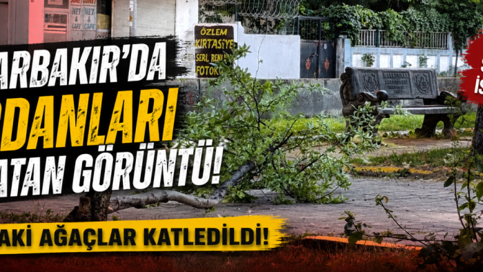 Diyarbakır'da Vicdanları Sızlatan Görüntü: Parktaki Ağaçlar Katledildi!